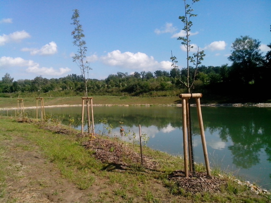 výsadba stromů a keřů u rybníka v Bojkovicích