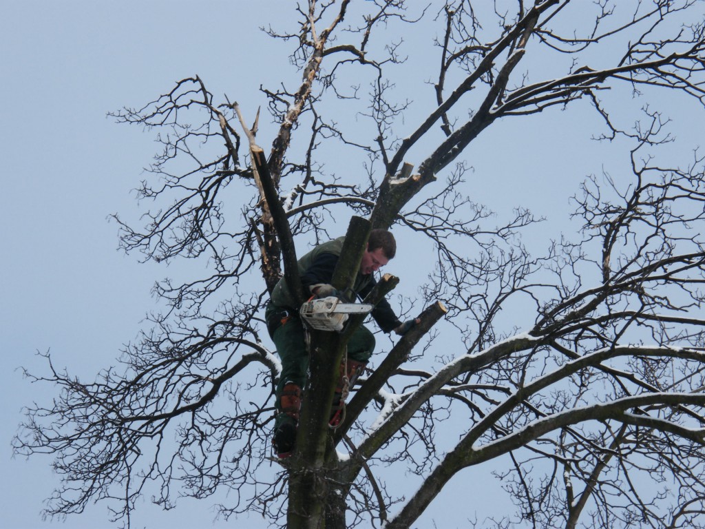 rizikové kácení v Kroměříži