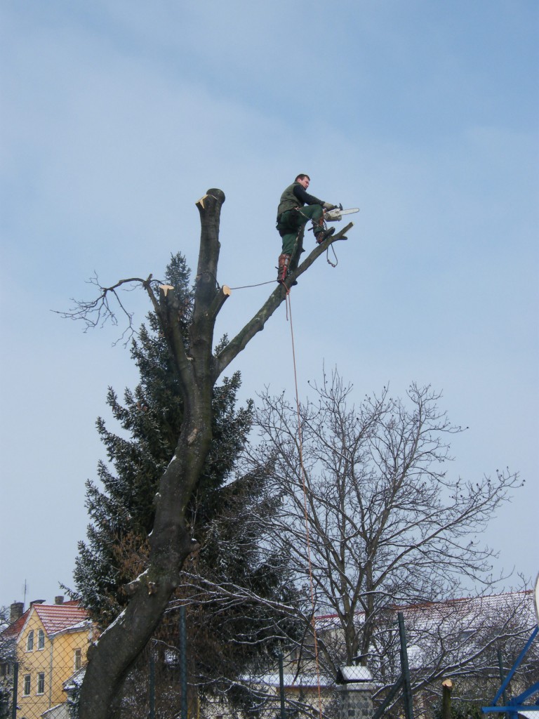 rizikové kácení v Kroměříži