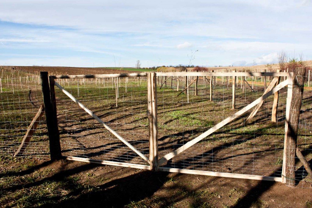 výsadba biocentra v obci Lutopecny