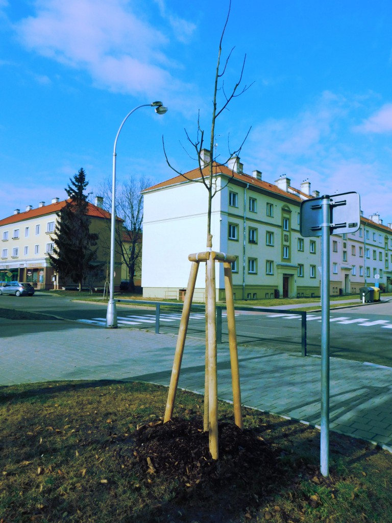 výsadby alejových stromů ve městě Kroměříž