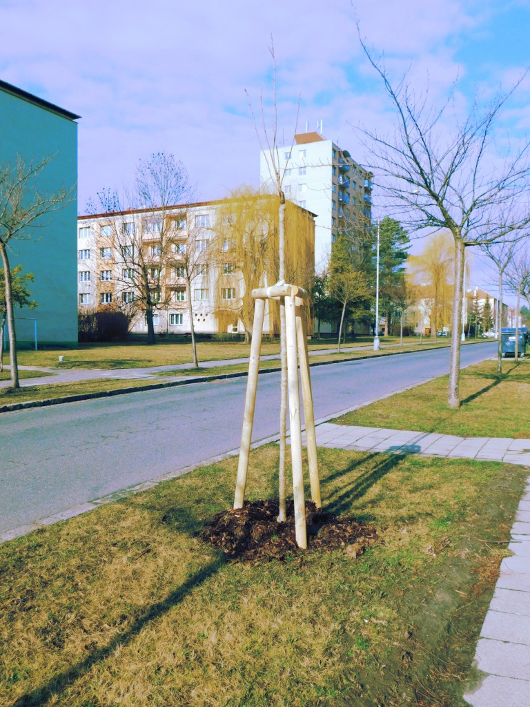 výsadby alejových stromů ve městě Kroměříž