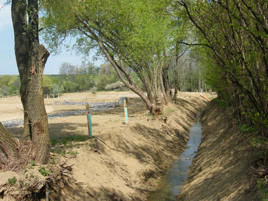 revitalizace náhonu a rybníka s výsadbou dřevin